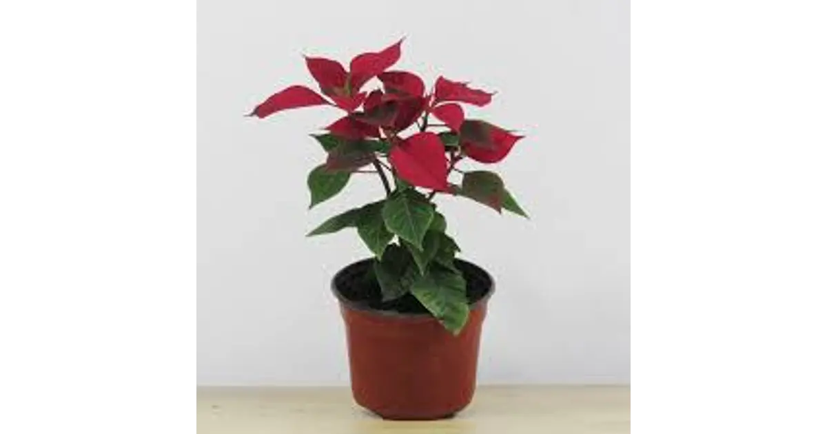 Plantas RV - Corona del Inca tamaño M