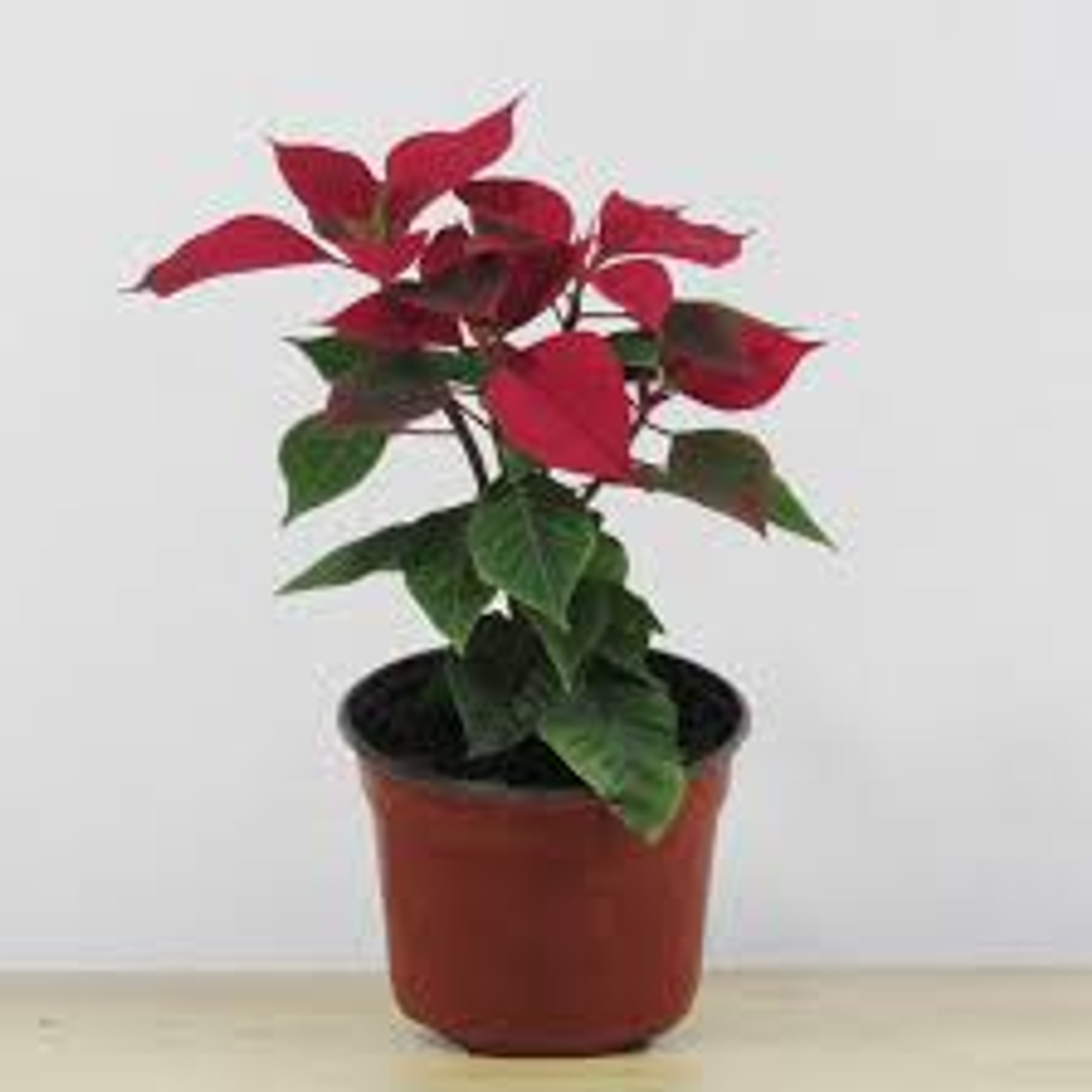 Plantas RV - Corona del Inca tamaño M  1