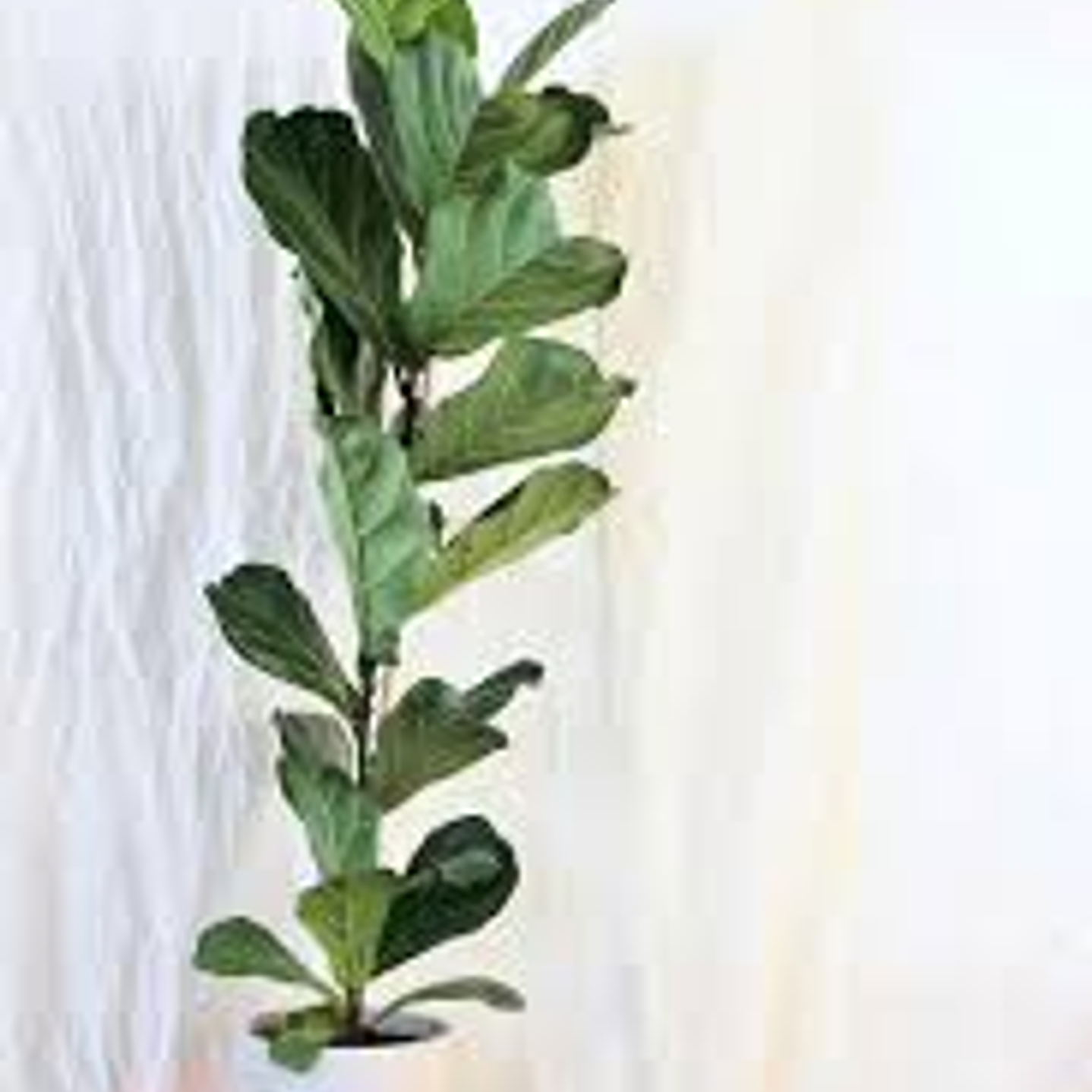 Plantas RV - Ficus Lyrata Square tamaño M  1