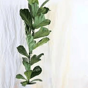 Plantas RV - Ficus Lyrata Square tamaño M 