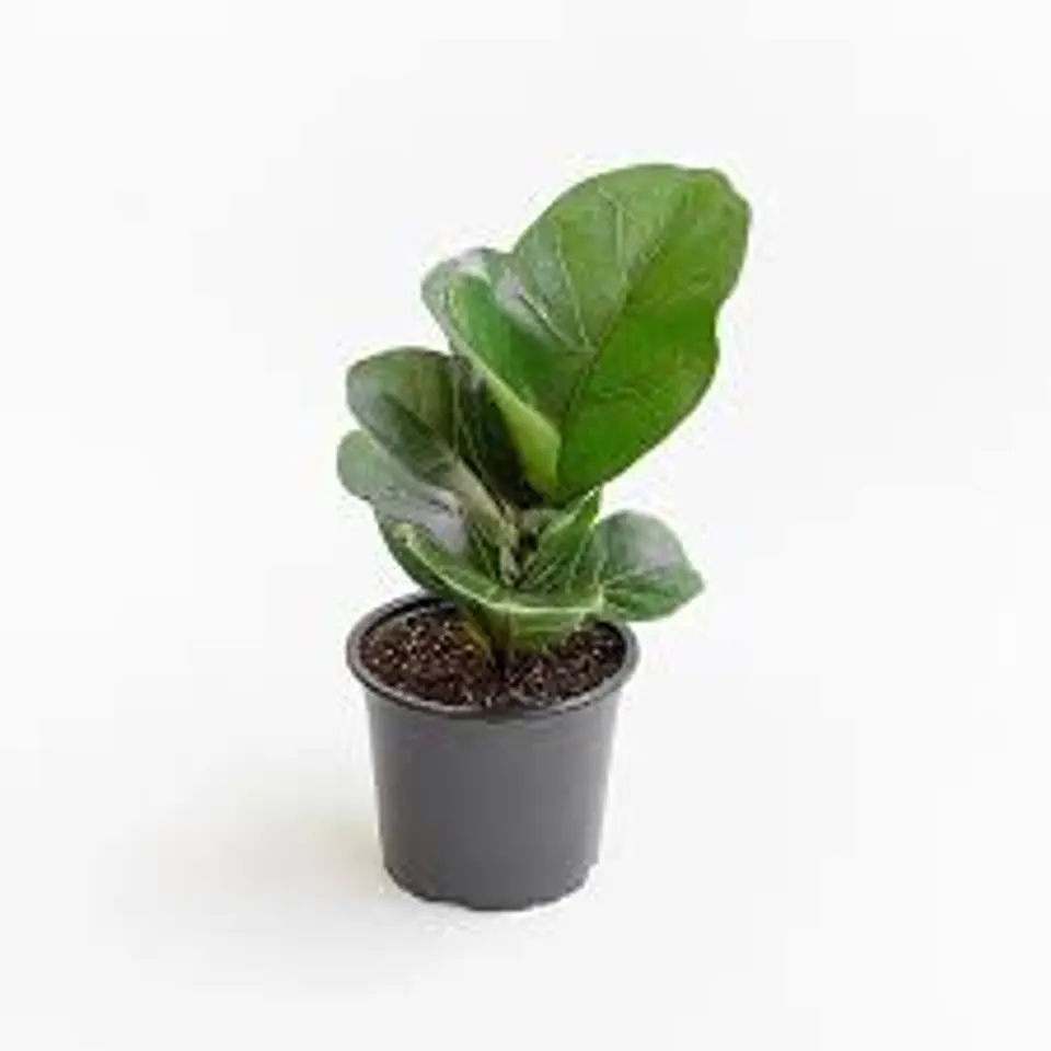 Plantas RV - Ficus Lyrata tamaño M 1