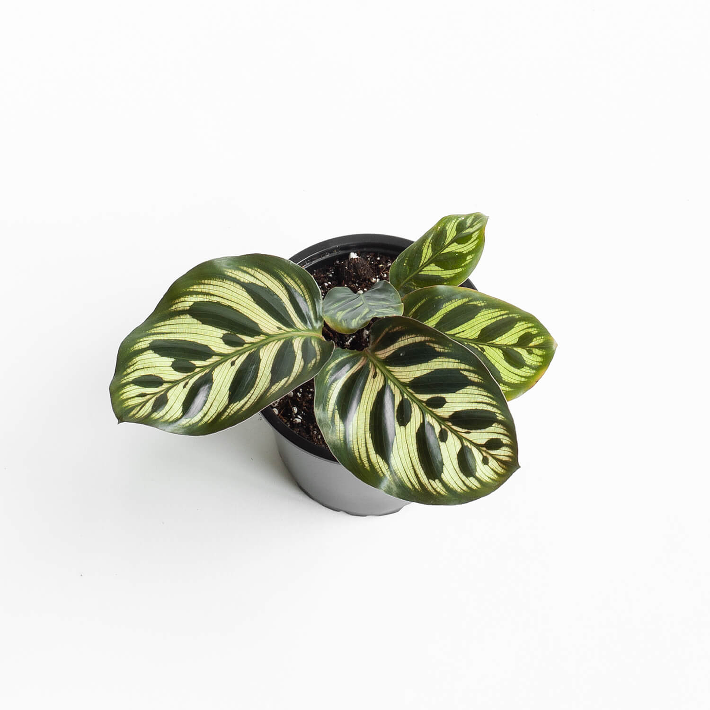 Plantas RV - Calathea Makoyana mini tamaño M  1