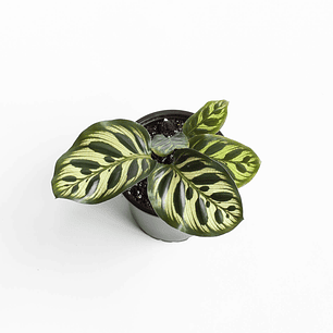 Plantas RV - Calathea Makoyana mini tamaño M 