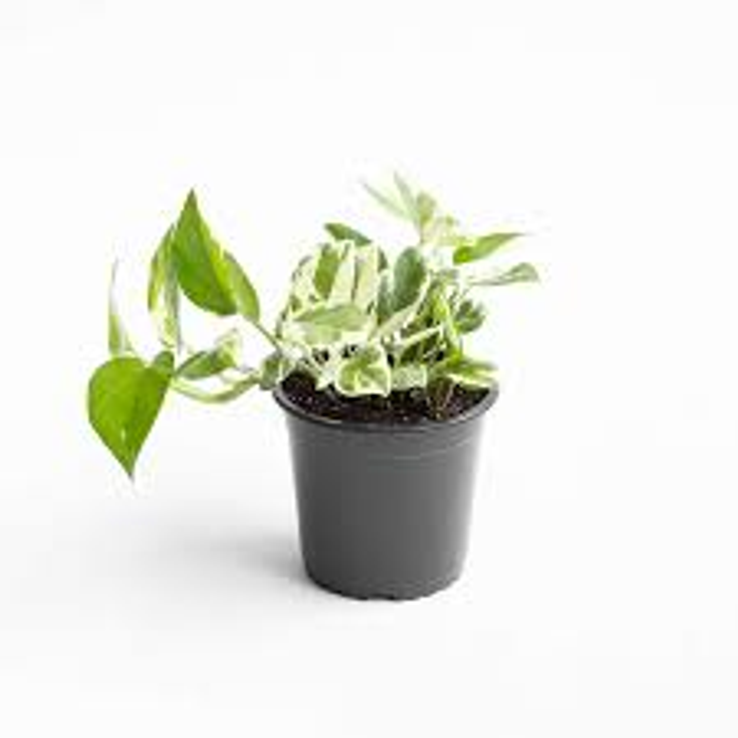 Plantas RV - Pothus Pearls and Jade tamaño S  1