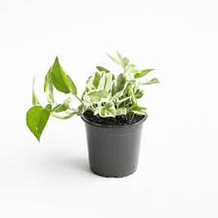 Plantas RV - Pothus Pearls and Jade tamaño S 