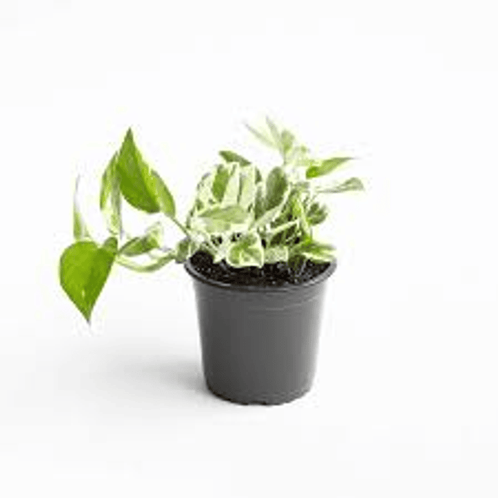 Plantas RV - Pothus Pearls and Jade tamaño S  1