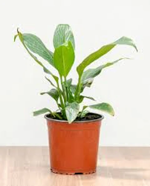Plantas RV - Spatifilium tamaño S 