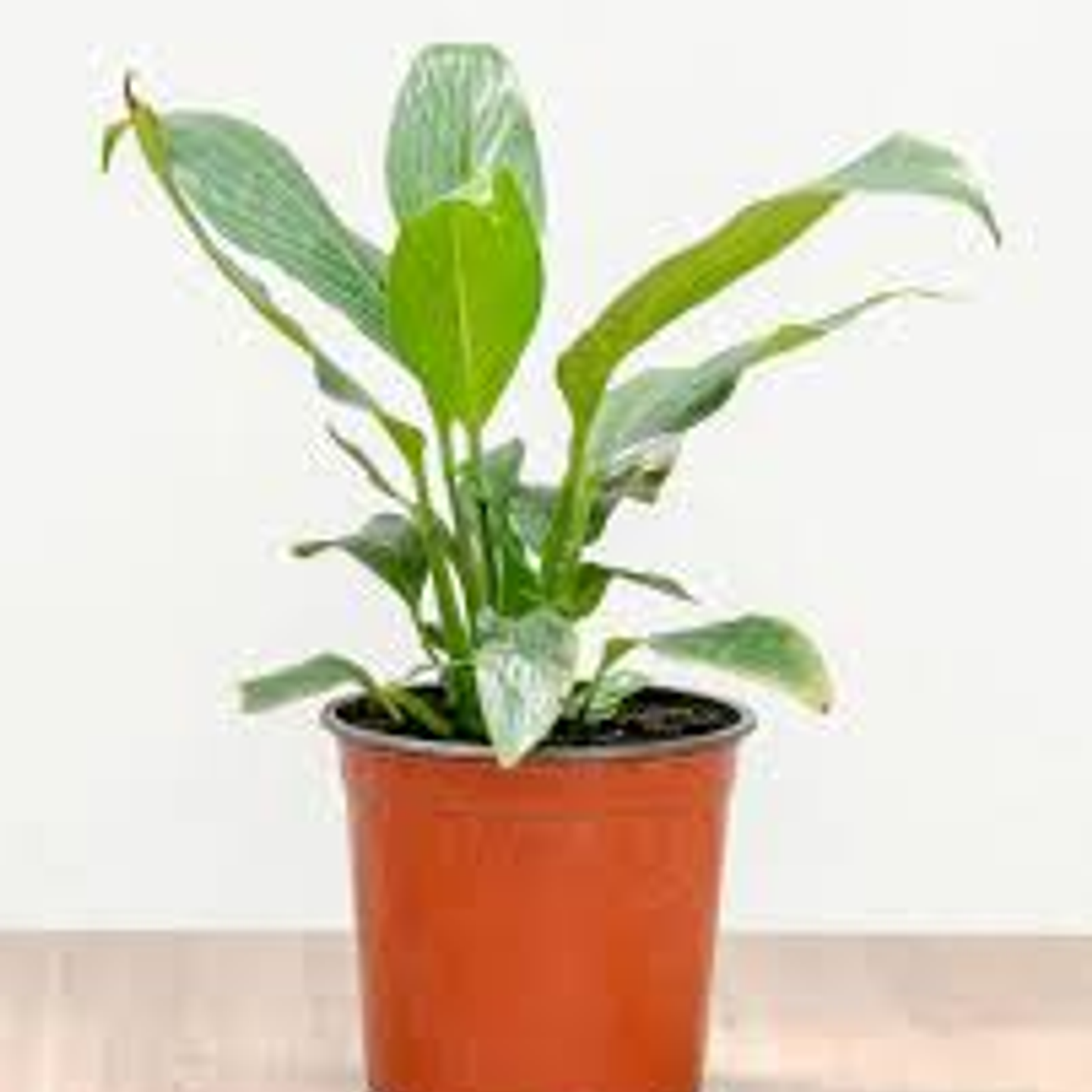 Plantas RV - Spatifilium tamaño S  1