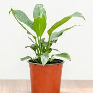 Plantas RV - Spatifilium tamaño S 