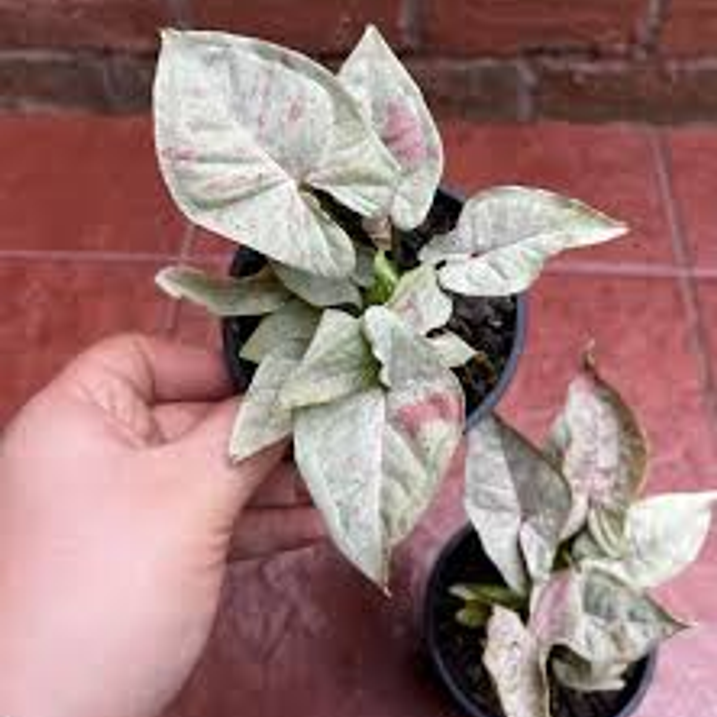 Plantas RV - Sinfinio confetti tamaño S  1