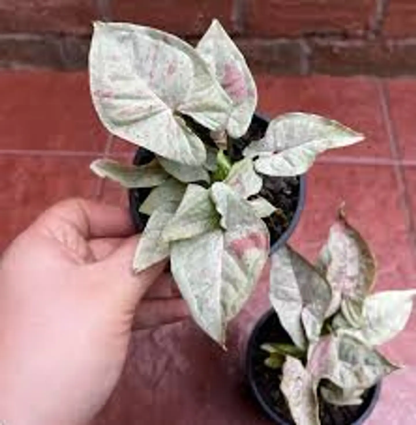 Plantas RV - Sinfinio confetti tamaño S  1