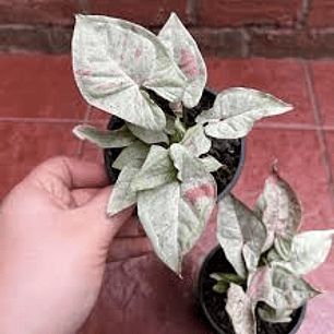 Plantas RV - Sinfinio confetti tamaño S 