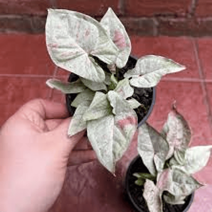 Plantas RV - Sinfinio confetti tamaño S  1