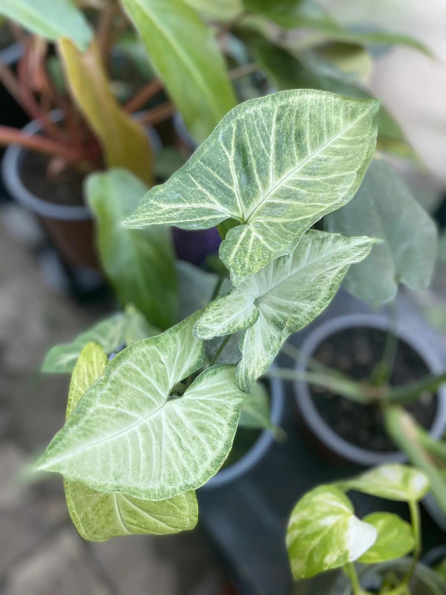 Plantas RV - Singonio silver  tamaño S  1