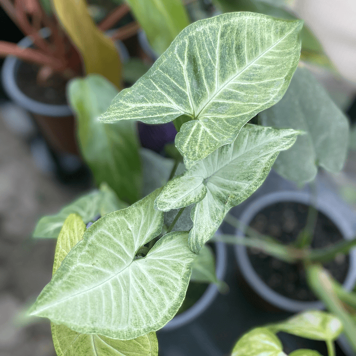 Plantas RV - Singonio silver  tamaño S  1