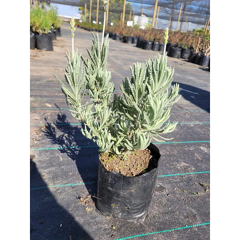 Plantas RV - Lavanda Inglesa tamaño L 