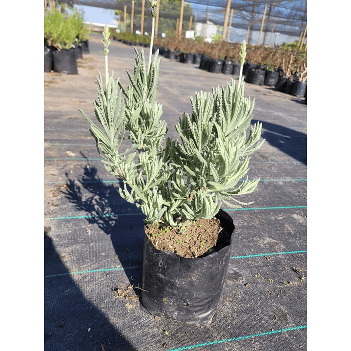 Plantas RV - Lavanda Inglesa tamaño L  1