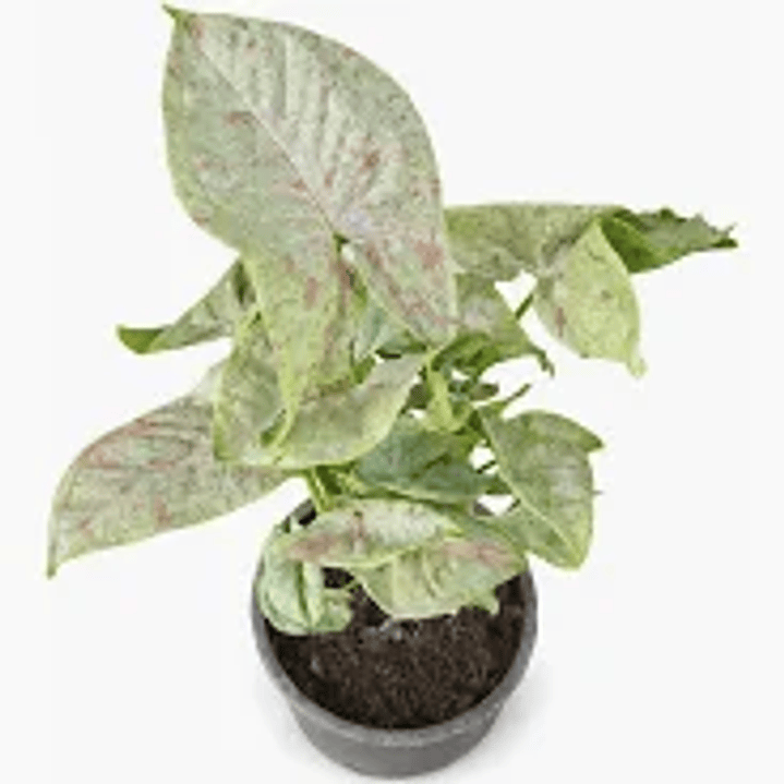 Plantas RV - Singonio Confetti Tamaño L  1