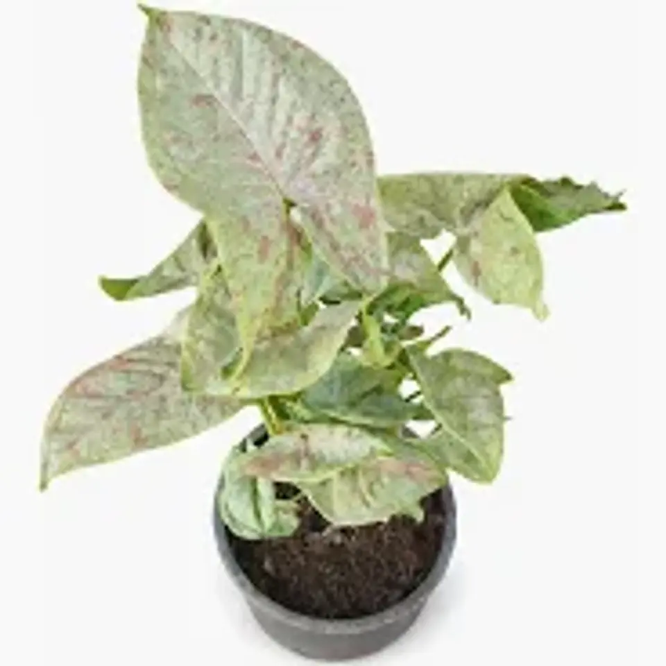 Plantas RV - Singonio Confetti Tamaño L  1