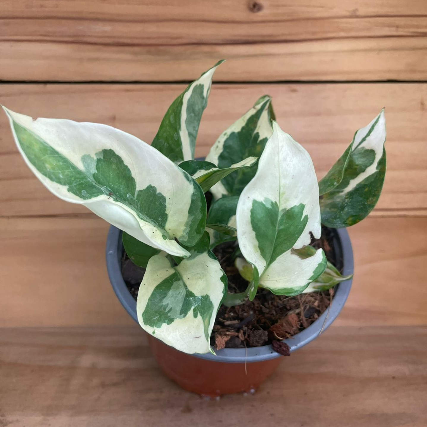 Pothus N joy Tamaño S  1