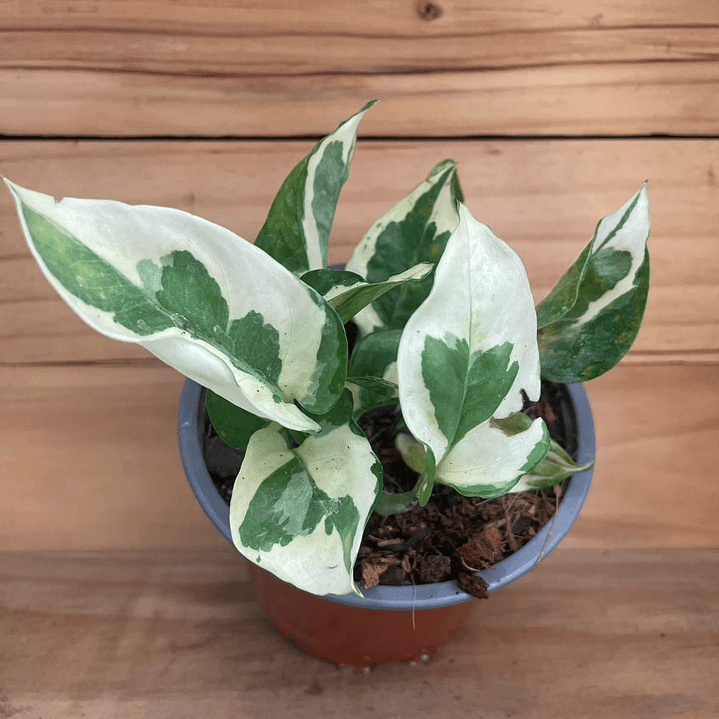 Pothus N joy Tamaño S  1