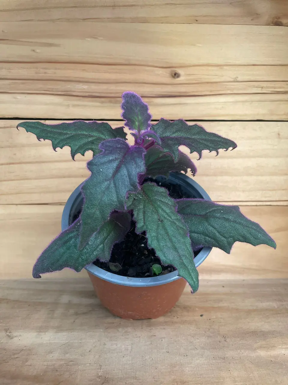 Planta RV - Gynura  1