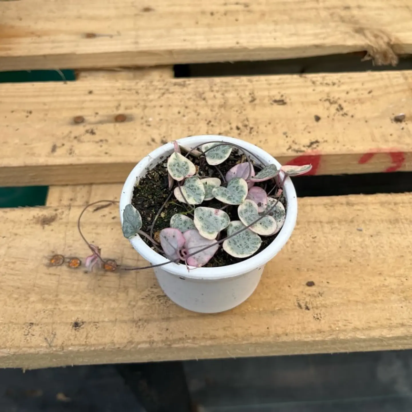 Plantas RV - Ceropegia woodii variegada  1