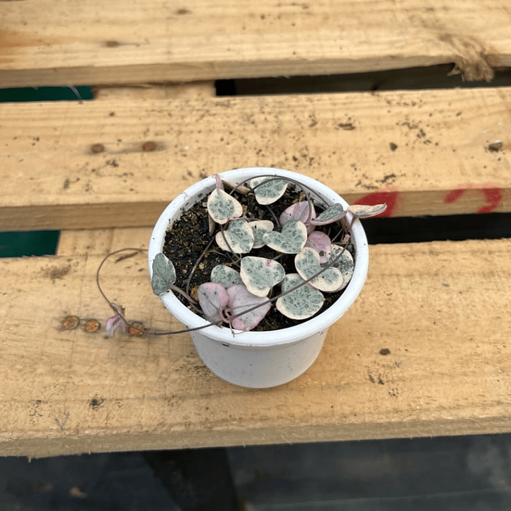 Plantas RV - Ceropegia woodii variegada  1