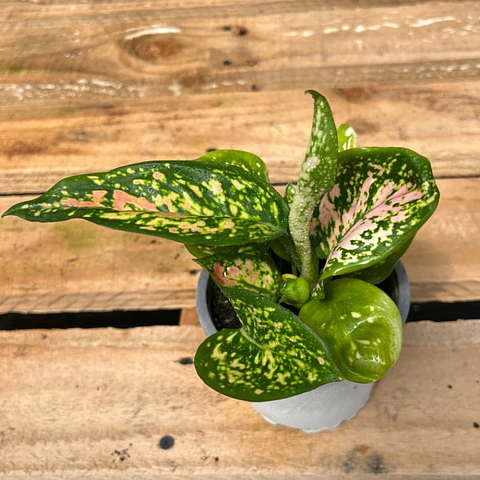 Plantas RV - Aglaonema Anyamane  tamaño M 