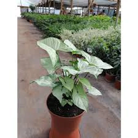 Plantas RV - Singonio silver Tamaño M 