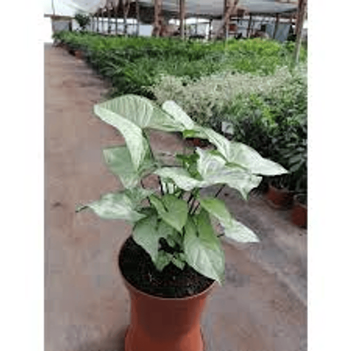 Plantas RV - Singonio silver Tamaño M  1