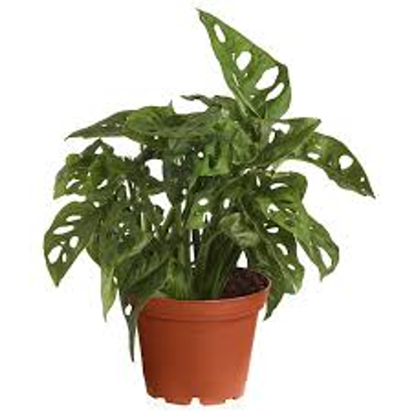 Plantas RV - Monstera Adansoni Tamaño M  1