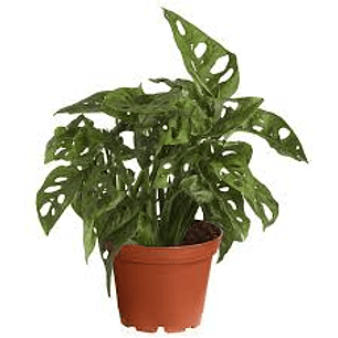 Plantas RV - Monstera Adansoni Tamaño M 