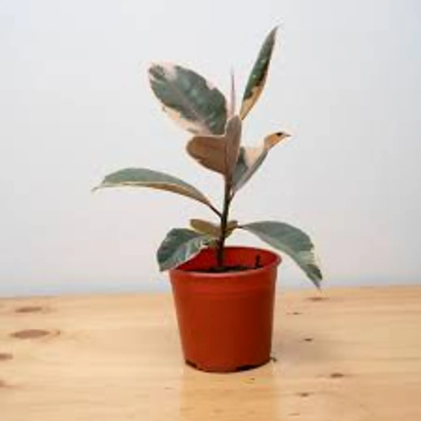 Plantas RV - Gomero tineke tamaño S  1