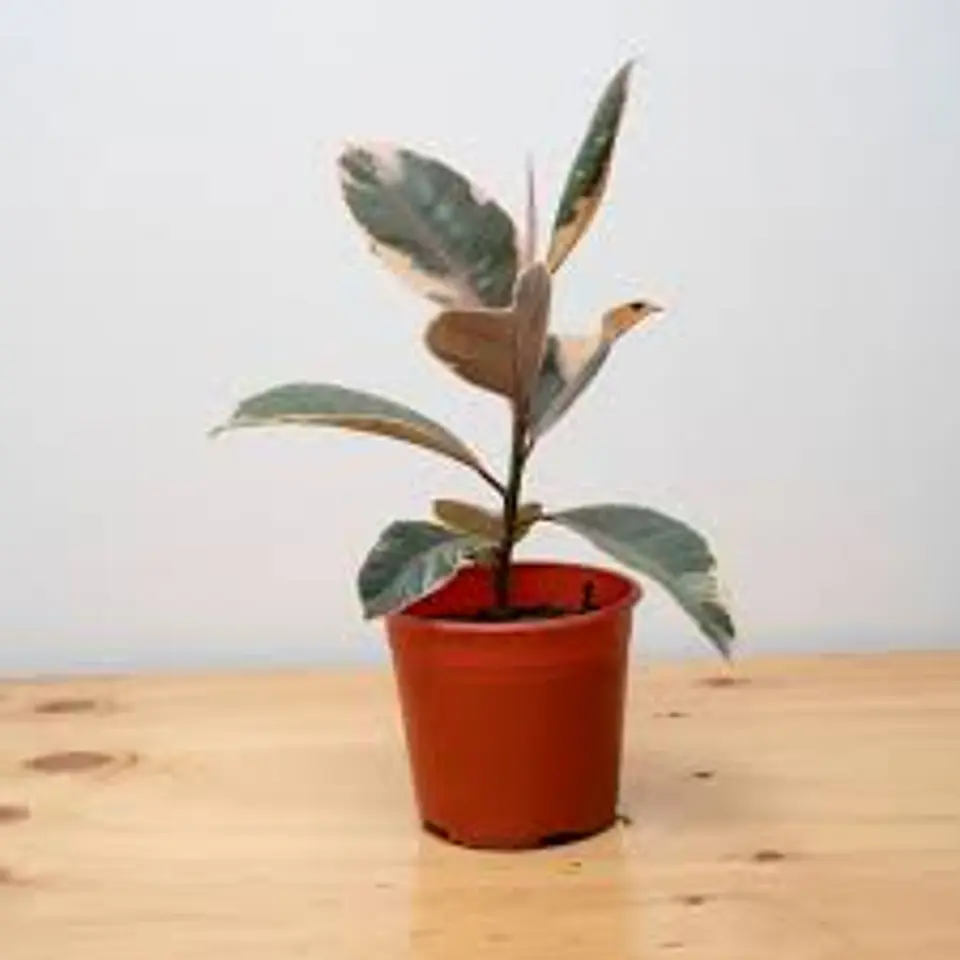 Plantas RV - Gomero tineke tamaño S  1