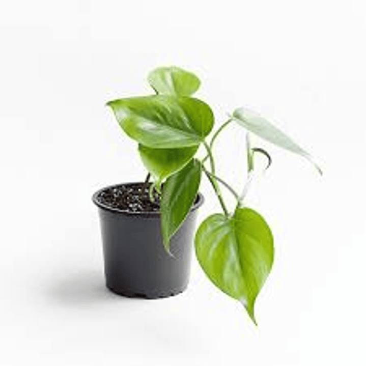 Plantas RV - Filodendro cordatum Tamaño S  1