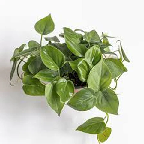 Plantas RV - Filodendro Cordatum L