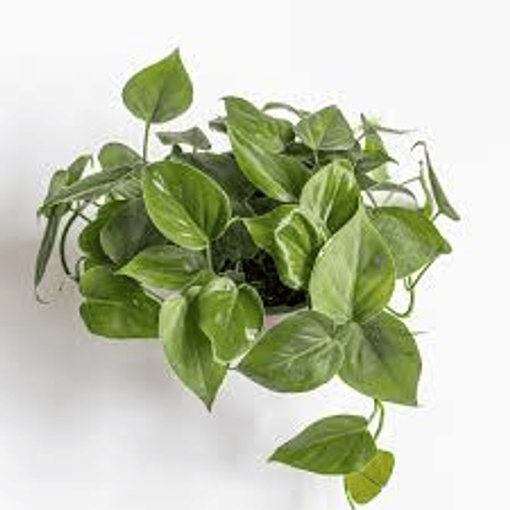 Plantas RV - Filodendro Cordatum L 1