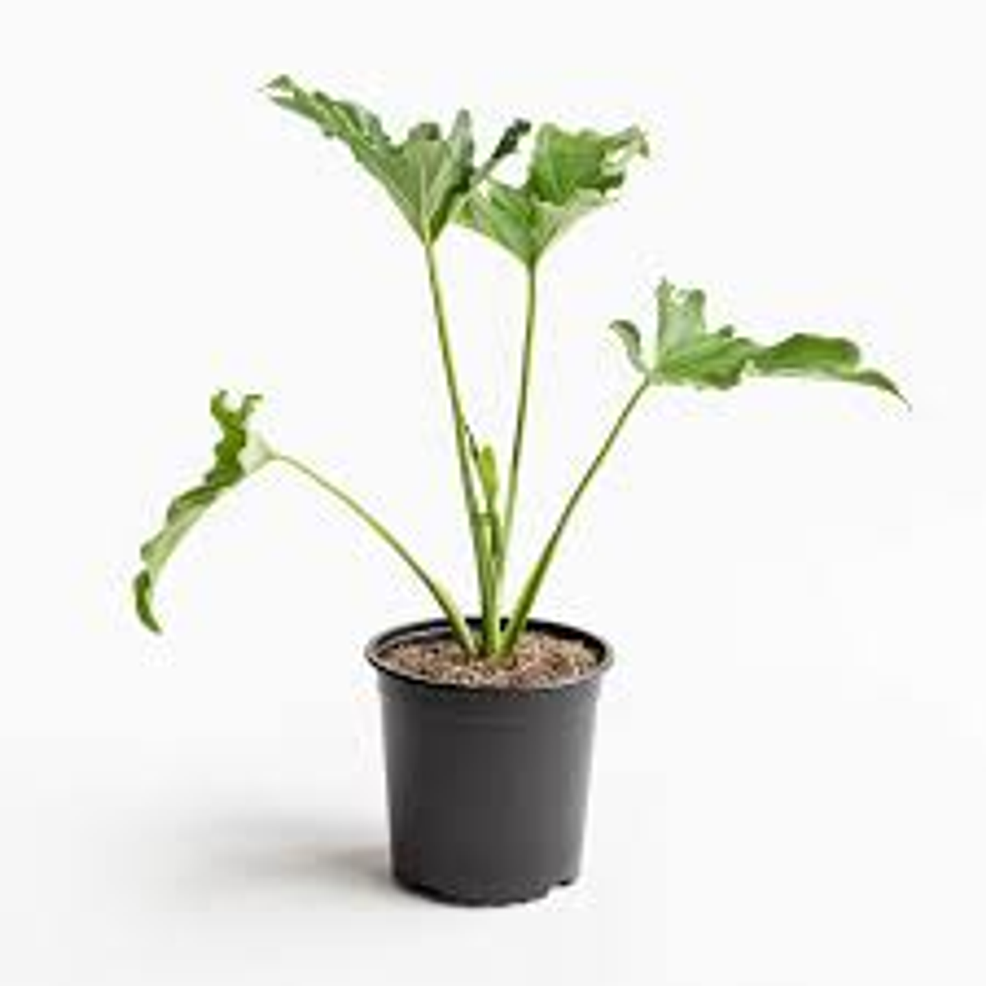 Plantas RV - Filodendro paraguayo S  1