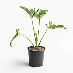 Plantas RV - Filodendro paraguayo S 