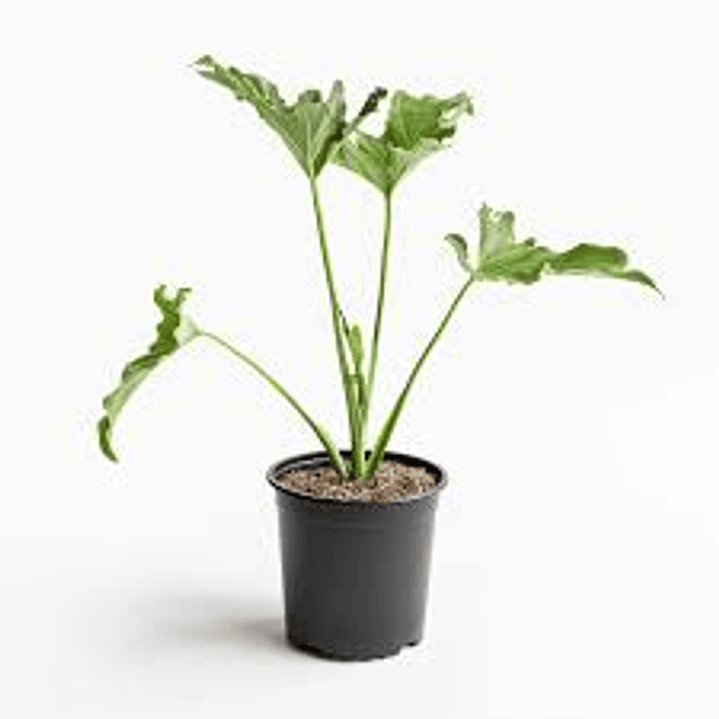 Plantas RV - Filodendro paraguayo S  1