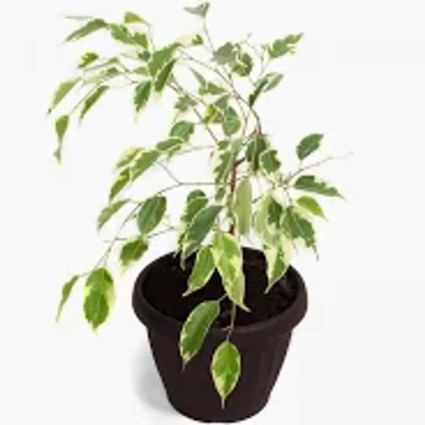 Plantas RV - Ficus Variegado Tamaño S  1