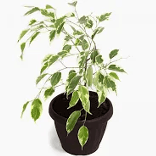 Plantas RV - Ficus Variegado Tamaño S 