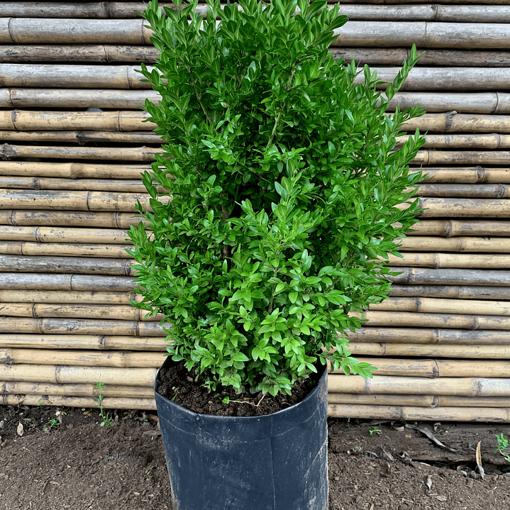 Plantas RV - Boj tamaño L  1