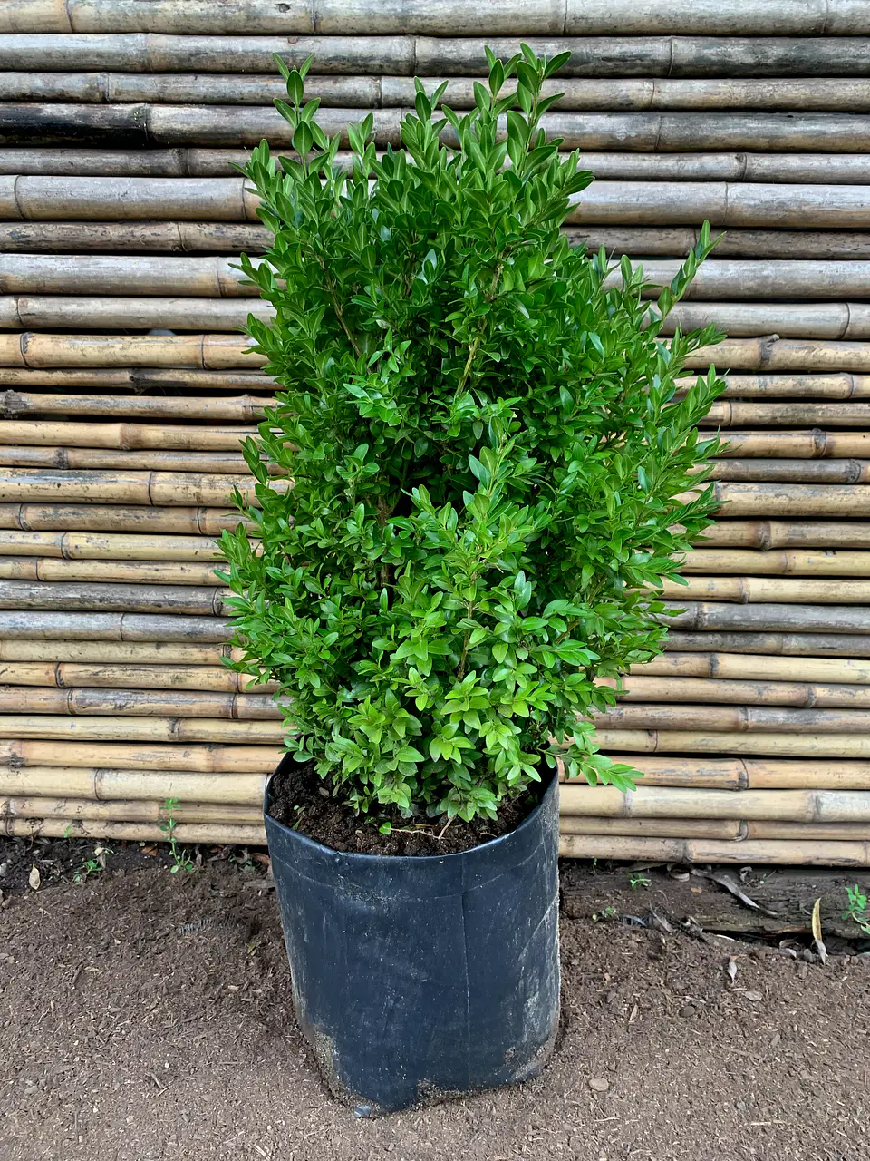 Plantas RV - Boj tamaño L  1