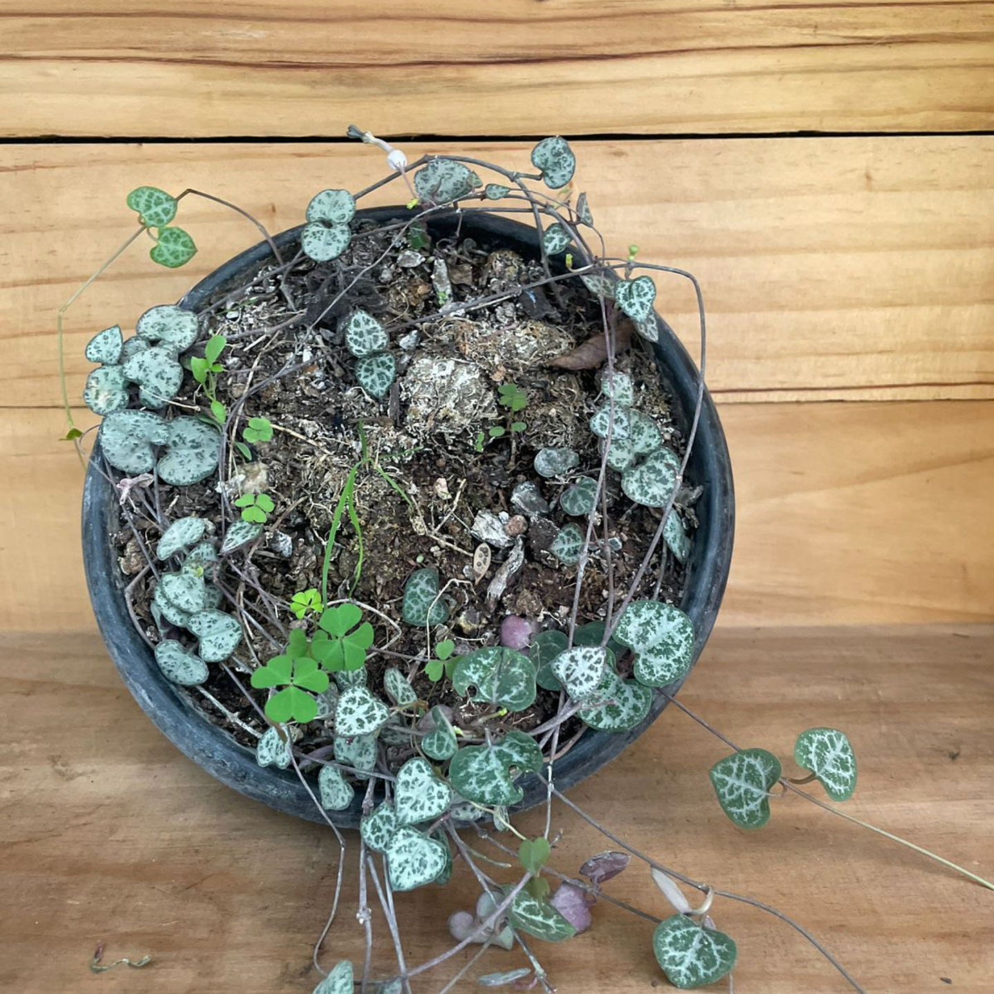 Plantas RV - Ceropegia woodii  1