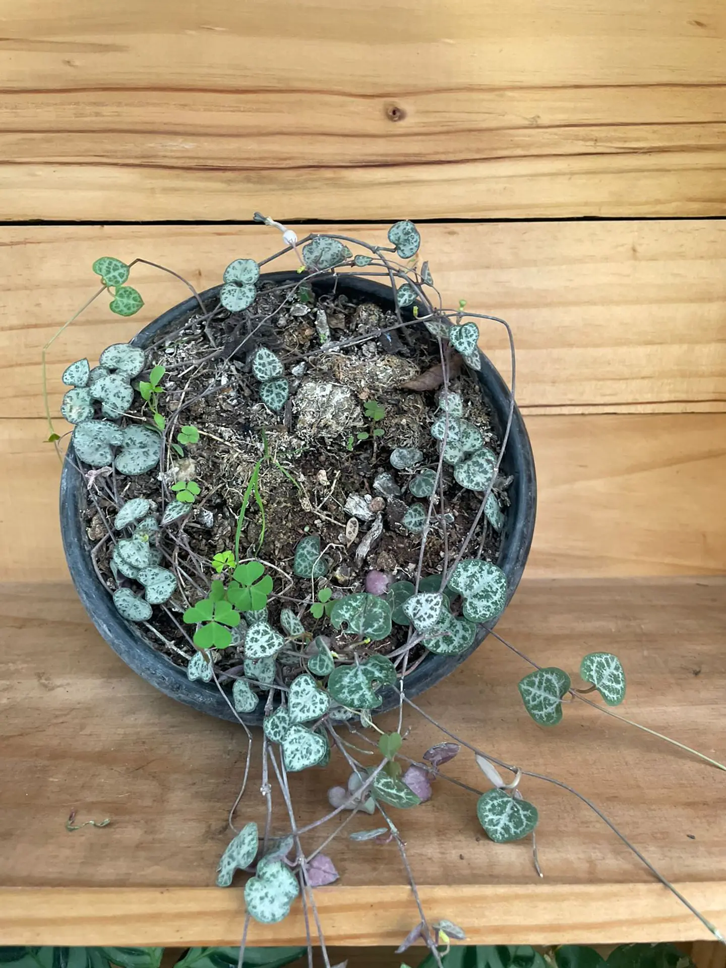 Plantas RV - Ceropegia woodii  1