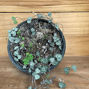 Plantas RV - Ceropegia woodii 