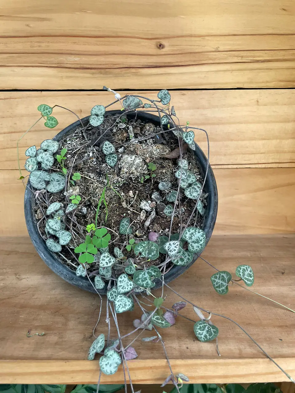 Plantas RV - Ceropegia woodii  1