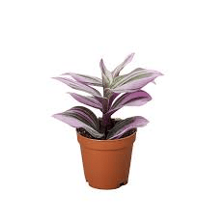 Plantas RV - Tradescantia Nanuk Tamaño S  1